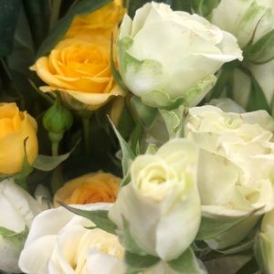 Meet your Posher, Ana